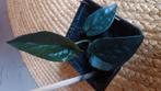 Syngonium red spot, Huis en Inrichting, Ophalen of Verzenden, Overige soorten, Minder dan 100 cm