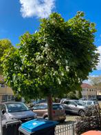 Gratis!, Tuin en Terras, Planten | Bomen, Ophalen, Volle zon, Overige soorten