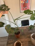Monstera plant in goede conditie, Ophalen, Overige soorten, Minder dan 100 cm