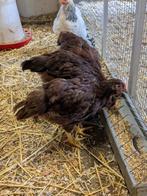 Toom Rhode island kippen, Dieren en Toebehoren, Pluimvee, Meerdere dieren, Kip