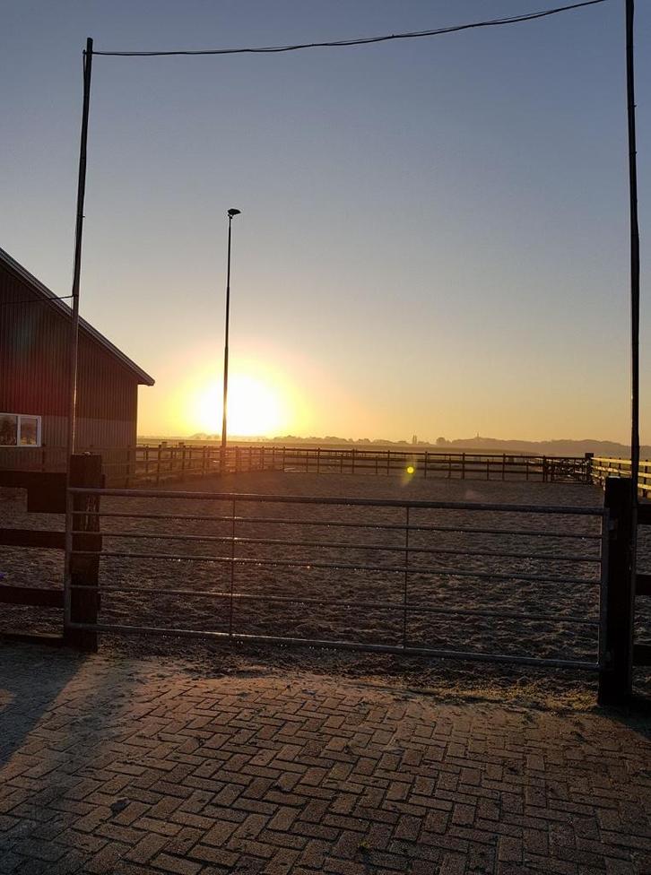 Pension stalling T&H stables Tjalhuizum heeft een box vrij !, Dieren en Toebehoren, Stalling en Weidegang, Stalling, Weidegang