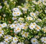 Aster Ashvi | Herfstaster | Chemievrij | P9, Overige soorten, Vaste plant, Ophalen of Verzenden, Halfschaduw