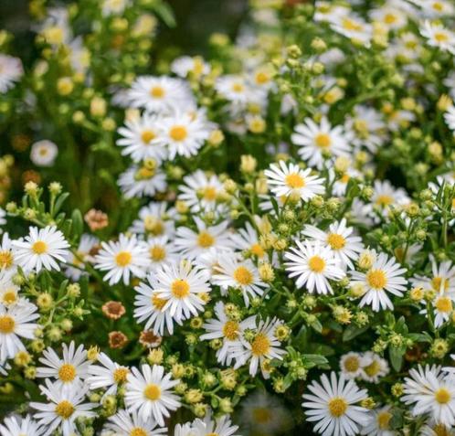 Aster Ashvi | Herfstaster | Chemievrij | P9, Tuin en Terras, Planten | Tuinplanten, Vaste plant, Overige soorten, Halfschaduw