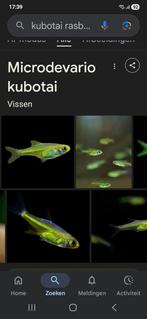 Rasbora kubotai, Dieren en Toebehoren, Vis