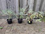 Caryopteris Heavenly blue, Ophalen of Verzenden, Overige soorten, Struik, Minder dan 100 cm