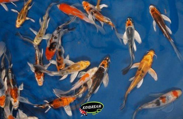 Import HQ Butterfly koi / Vlinderkoi 8 / 12 cm Koidreams, Dieren en Toebehoren, Vissen | Vijvervissen, Karper of Koi