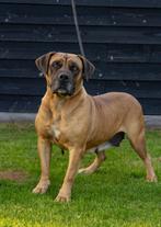 Boerboel teefje zoekt een gouden mand, Dieren en Toebehoren, Honden | Bulldogs, Pinschers en Molossers, 6 jaar of ouder, Parvo