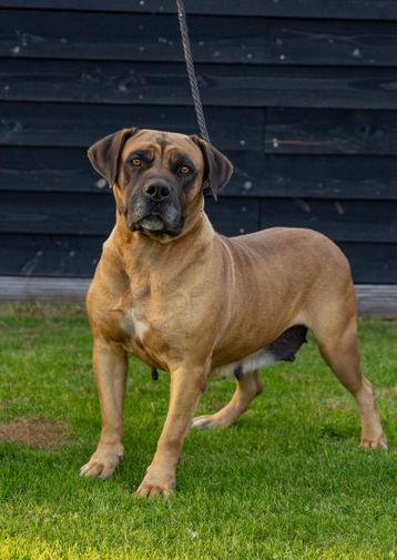 Boerboel teefje zoekt een gouden mand beschikbaar voor biedingen