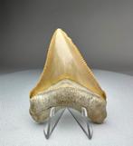 Gif gele Megalodon tand uit Bone Valley, Florida, Verzamelen, Ophalen of Verzenden, Fossiel