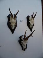 3 ree geweien (24) , samen voor 20 euro, Ophalen of Verzenden, Gebruikt, Wild dier, Gewei of Kop