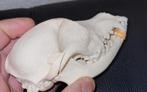 Schedel van een klein hondje - Taxidermie Dog Skull - Skelet, Verzamelen, Dierenverzamelingen, Ophalen of Verzenden, Hond of Kat