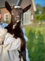 Leuke bruin bonte geitenbok hoornloos, Mannelijk, Geit, 0 tot 2 jaar