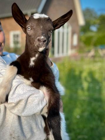 Leuke bruin bonte geitenbok hoornloos beschikbaar voor biedingen