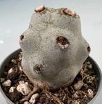 Tephrocactus Calvus, Huis en Inrichting, Kamerplanten, Cactus, Minder dan 100 cm, Ophalen of Verzenden