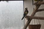 majoorputter man, Dieren en Toebehoren, Vogels | Overige Vogels, Mannelijk, Wildzangvogel, Geringd