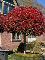 GLANSMISPEL, PHOTINIA RED ROBIN VOOR € 89,50 p.st., Tuin en Terras, Planten | Bomen, Halfschaduw, Lente, Overige soorten, 250 tot 400 cm