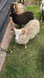Ouessant mini schaapjes, Meerdere dieren, Schaap, 0 tot 2 jaar