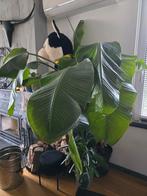 Strelitzia Nicolai - Paradijsvogelplant, Tuin en Terras, Planten | Tuinplanten, Ophalen