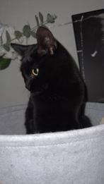 ️ met spoed opzoek naar nieuw baasje ️, Poes, Ingeënt