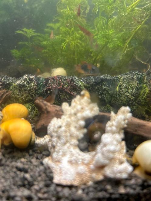 Gele appelslakken, Dieren en Toebehoren, Vissen | Aquariumvissen, Slak of Weekdier