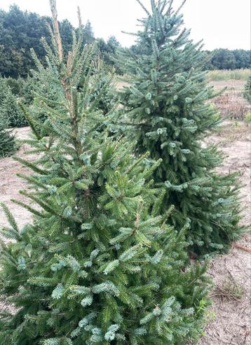 Kerstbomen te koop (2de keus) beschikbaar voor biedingen