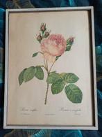Mooie prent in lijst
,P J Redoute pinx - Rosa Centifolia, Antiek en Kunst, Kunst | Schilderijen | Klassiek, Ophalen