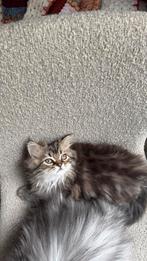 Lieve kater te koop, Dieren en Toebehoren, Kater, Kortharig, 0 tot 2 jaar