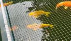 Verschillende gouden koi te koop (30-40cm), Dieren en Toebehoren, Vissen | Vijvervissen, Karper of Koi