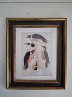 Vintage Vogelprint. Spechten, Minder dan 50 cm, Ophalen of Verzenden, Zo goed als nieuw, Schilderij
