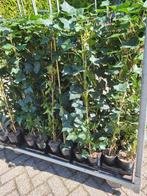 Hedera (Hybernica) groot blad, Ophalen, Overige soorten, 100 tot 250 cm