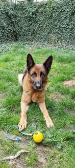 Duitse Herder 8.5 jaar oud, Dieren en Toebehoren, Particulier, Teef, 6 jaar of ouder, Herder