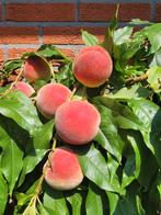 Amandel, abrikoos, perzik en nectarine bomen!, Lente, Overige soorten, Volle zon, Ophalen of Verzenden