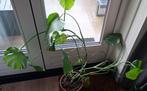 Monstera - Gratis af te halen, Groene kamerplant, Ophalen, Halfschaduw, 100 tot 150 cm