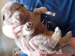 Langhaar isabella (lilac) Duitse Herder pups, Dieren en Toebehoren, Rabiës (hondsdolheid), 8 tot 15 weken, Buitenland, Meerdere