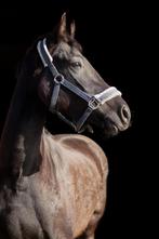 5 Jarige talentvolle E-pony Te Koop, Dieren en Toebehoren, Pony's, Gechipt, Dressuurpony, Zadelmak, 3 tot 6 jaar