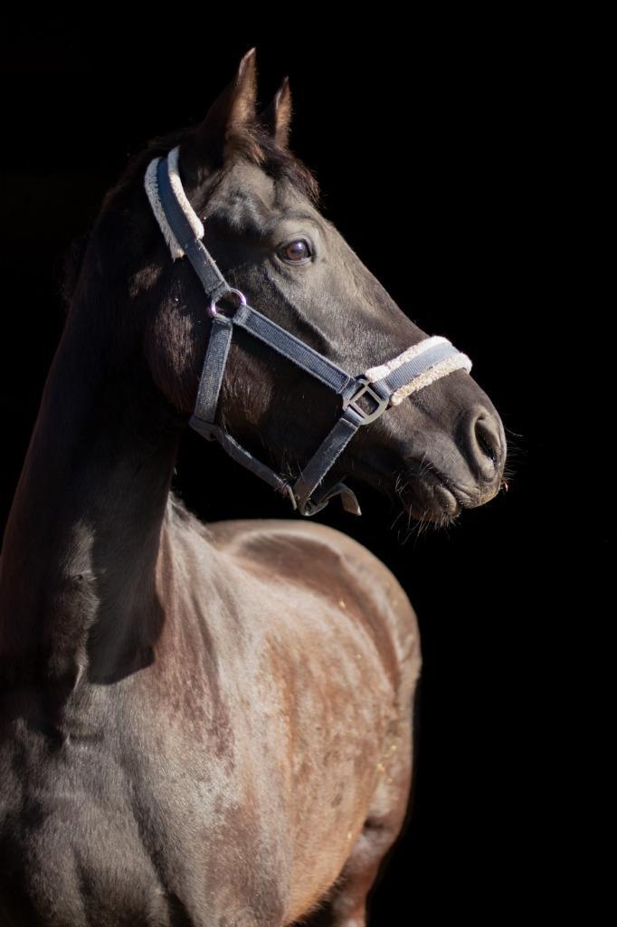 5 Jarige talentvolle E-pony Te Koop, Dieren en Toebehoren, Pony's, Merrie, Zadelmak, E pony (1.48m - 1.57m), Dressuurpony, 3 tot 6 jaar