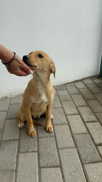 Amy pup  beschikbaar voor biedingen