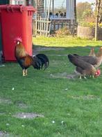 Broedeieren patrijs leghorn, Geslacht onbekend, Kip
