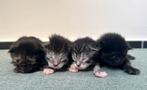 Main coon kittens, Meerdere dieren, Gechipt, 0 tot 2 jaar