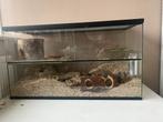 2 gerbils met hok, Dieren en Toebehoren, Hamster, Zo goed als nieuw, Hok, 75 tot 110 cm