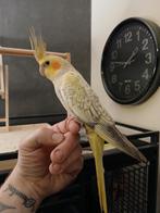 Handtamme opaline valkparkiet pop, Dieren en Toebehoren, Vogels | Parkieten en Papegaaien, Vrouwelijk, Parkiet, Tam