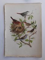 vogelprent - 1886 - C.T Felt -chromolithographie FRAAI, Ophalen of Verzenden