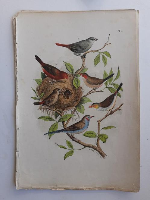 vogelprent - 1886 - C.T Felt -chromolithographie FRAAI, Antiek en Kunst, Kunst | Etsen en Gravures, Ophalen of Verzenden