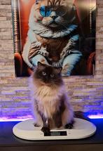 ✨️🥇✨Ervaren Ragdoll Seal Point dekkater met stamboom ✨️🥇✨️, 0 tot 2 jaar