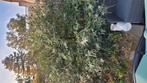 grote paarse vlinderstruik, Overige soorten, 100 tot 250 cm, Zomer, Ophalen