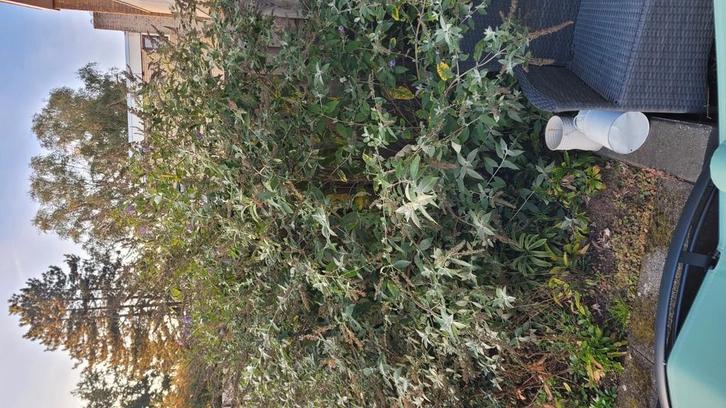 grote paarse vlinderstruik, Tuin en Terras, Planten | Bomen, Overige soorten, 100 tot 250 cm, Volle zon, Zomer, Ophalen