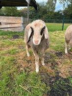 Brilschaap ramlammeren, Dieren en Toebehoren, Schapen, Geiten en Varkens, Mannelijk, Schaap, 0 tot 2 jaar
