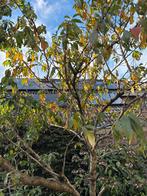 Fruitboom met mooie lentebloesem, Tuin en Terras, Planten | Bomen, Volle zon, Lente, 100 tot 250 cm, Overige soorten