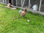 Mooie natuurlijk uitgebroedde wyandotte krielen, Dieren en Toebehoren, Vrouwelijk, Kip