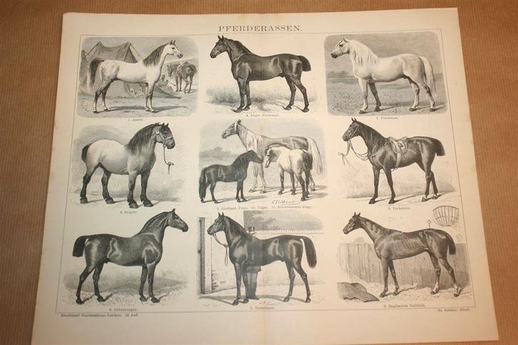 Antieke prent - Paarden rassen - Circa 1885 !!, Verzamelen, Foto's en Prenten, Gebruikt, Overige onderwerpen, Voor 1940, Ophalen of Verzenden